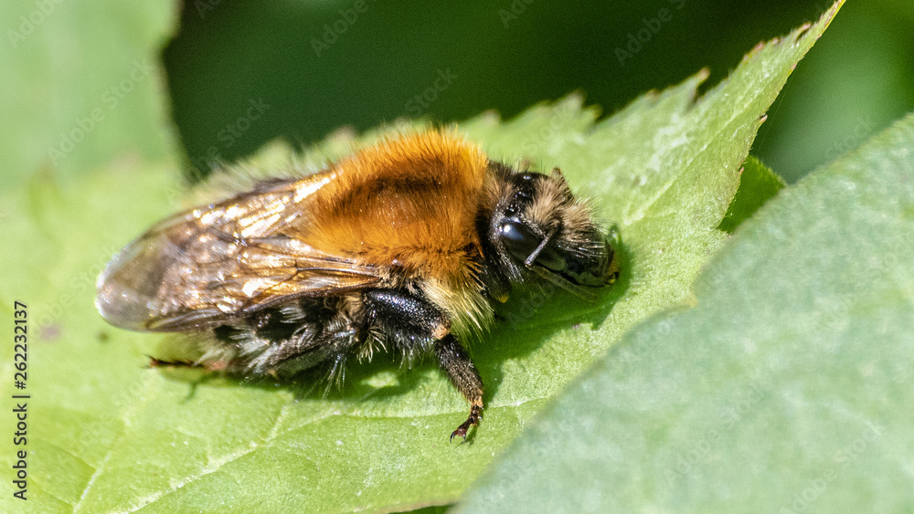 abeille au repos abeille au repos