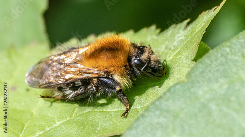 abeille au repos © Amaury