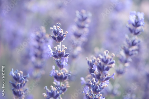 Blühender Lavendel vor unscharfem Hintergrund