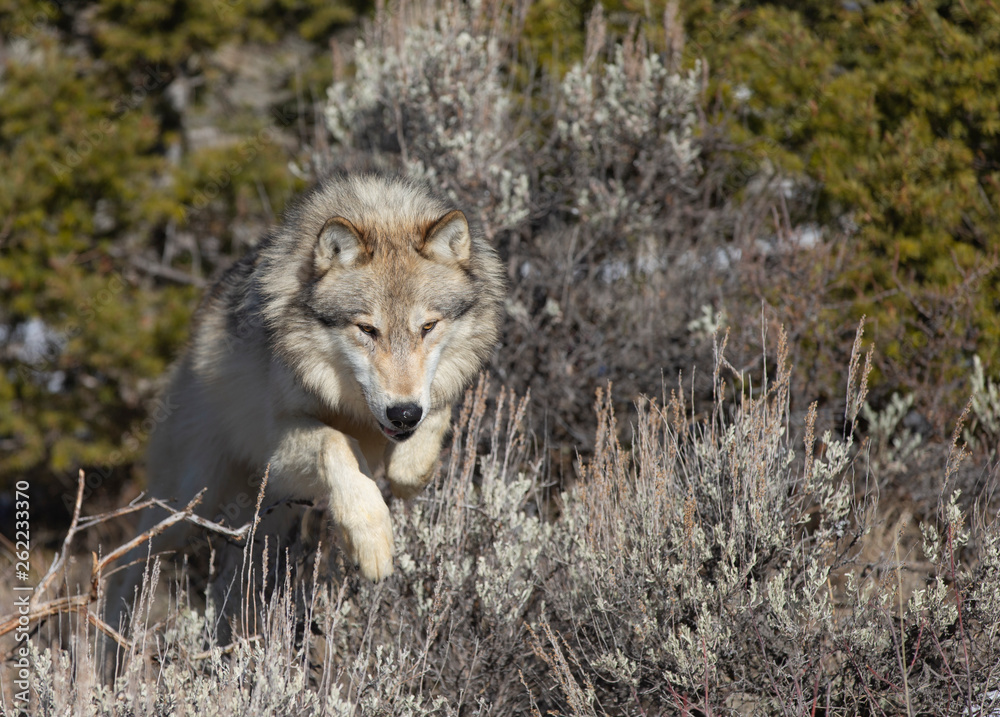 Obraz premium North American Grey Wolf