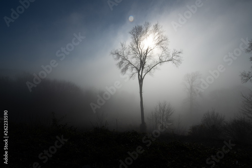 silhouette d'arbre dans la brume