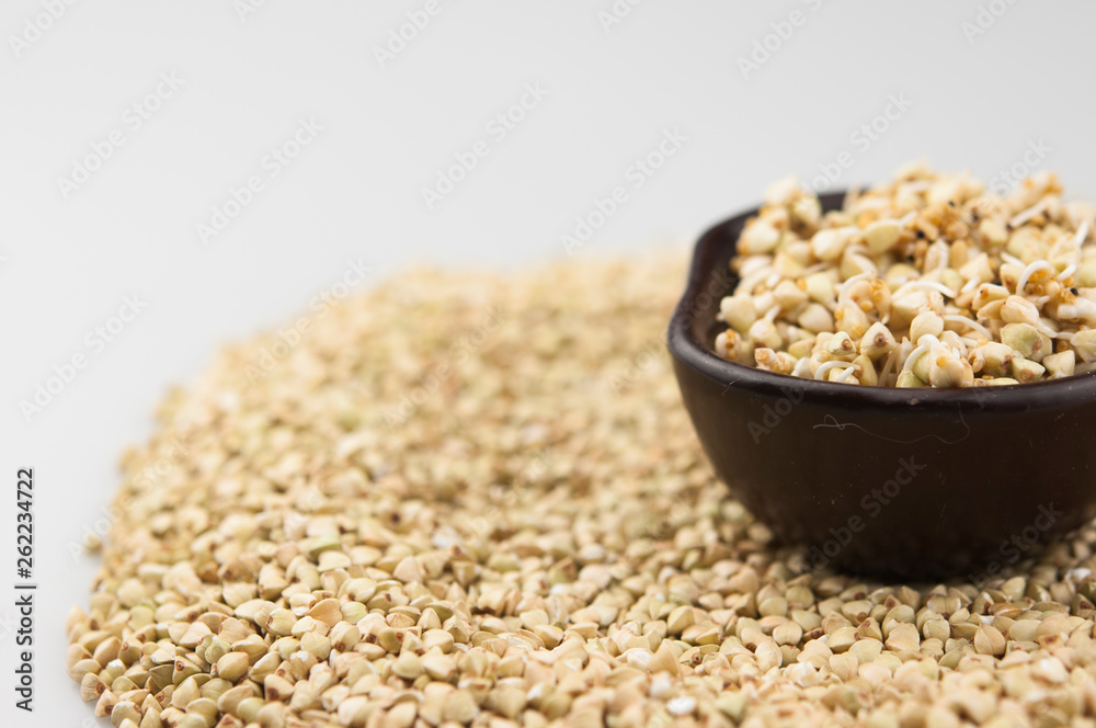 Sprouts of green buckwheat in a bowl. Macro shot. Raw buckwheat. Useful food from buckwheat sprouts for vegetarian food. Sprouts of green buckwheat in a bowl. Macro shot. Raw buckwheat. Useful food from buckwheat sprouts for vegetarian food.
