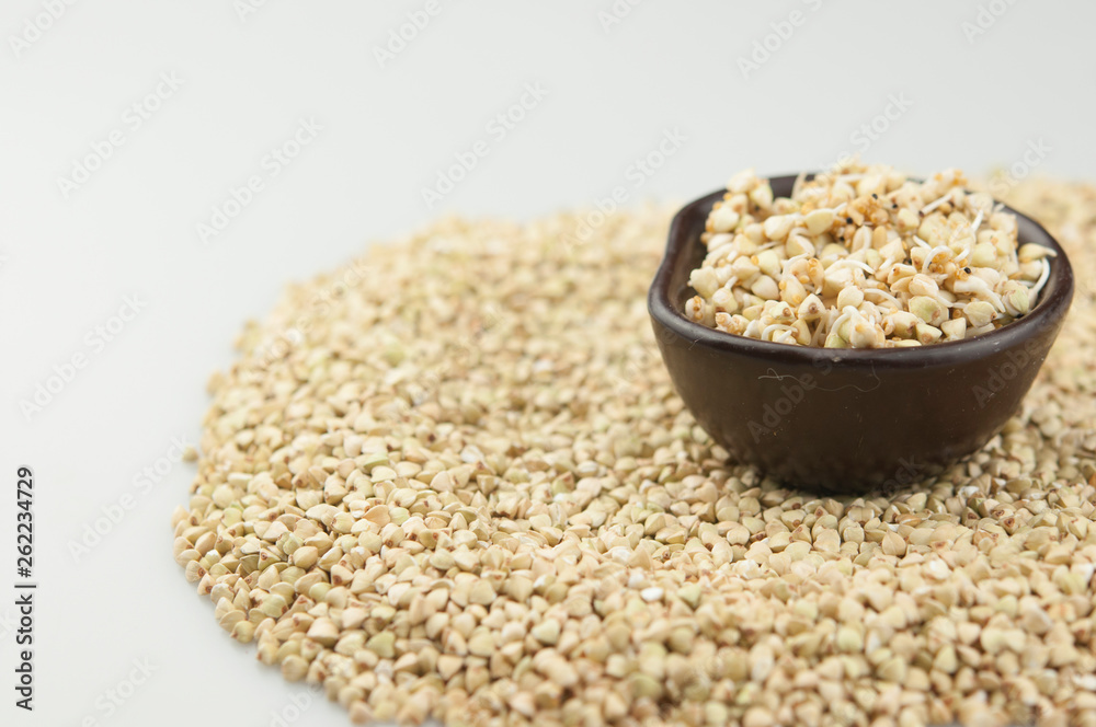Sprouts of green buckwheat in a bowl. Macro shot. Raw buckwheat. Useful food from buckwheat sprouts for vegetarian food. Sprouts of green buckwheat in a bowl. Macro shot. Raw buckwheat. Useful food from buckwheat sprouts for vegetarian food.