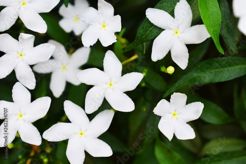 white flowers in garden