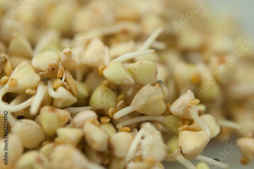 Sprouts of green buckwheat in a bowl. Macro shot. Raw buckwheat. Useful food from buckwheat sprouts for vegetarian food.