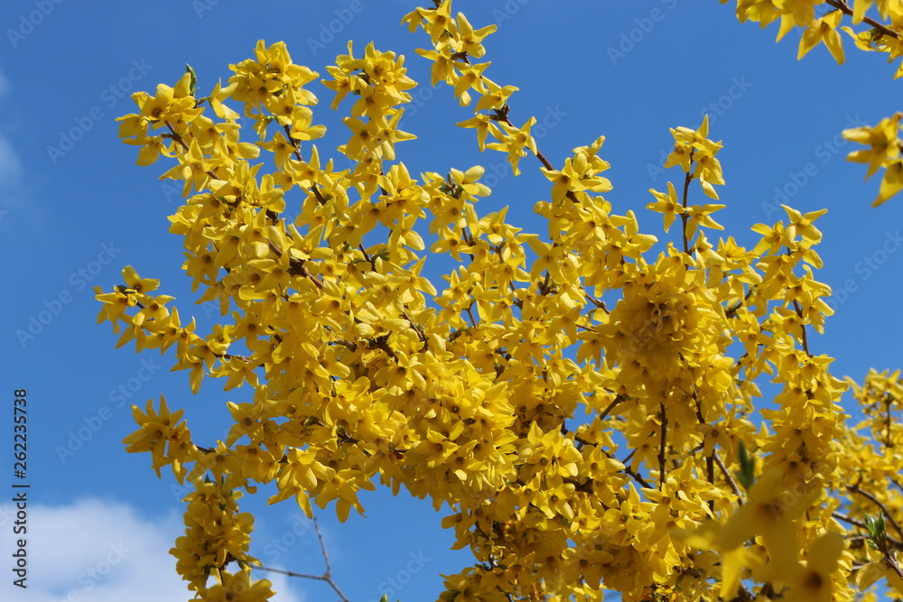 The tree bloomed in yellow delicate flowers in spring The tree bloomed in yellow delicate flowers in spring