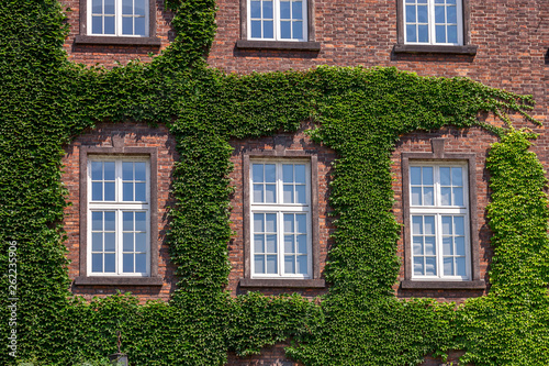 Old wooden windows overgrown by Ivy on house facade