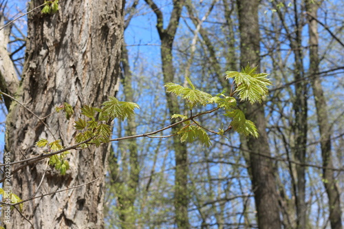  Young leaves appeared on the maple in spring