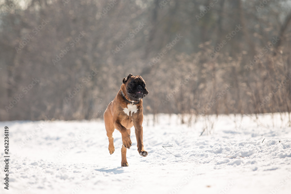 Dog breed boxer in the winter forest