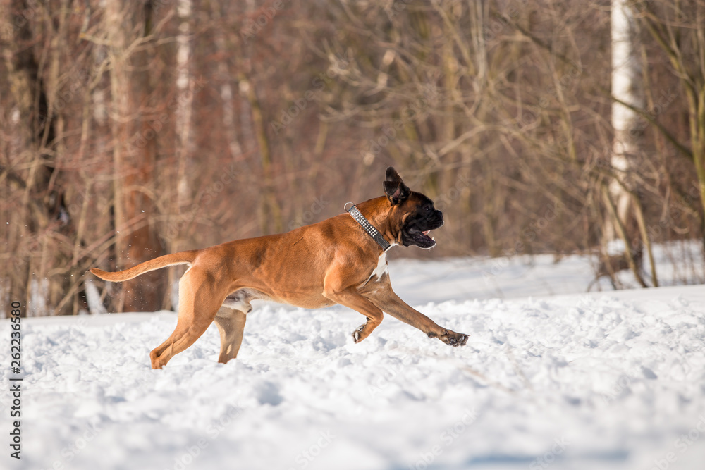 Dog breed boxer in the winter forest