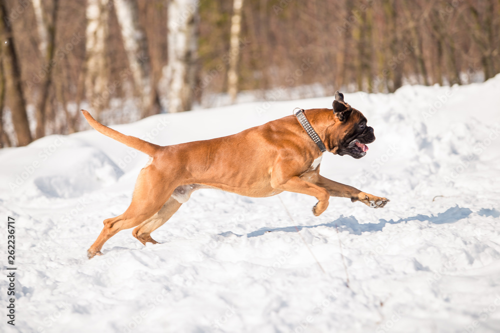 Dog breed boxer in the winter forest