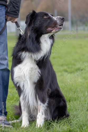 Border collie