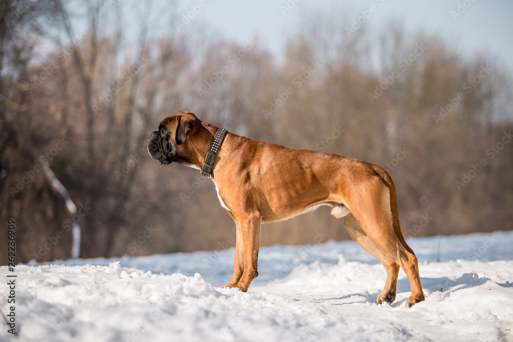 Dog breed boxer in the winter forest