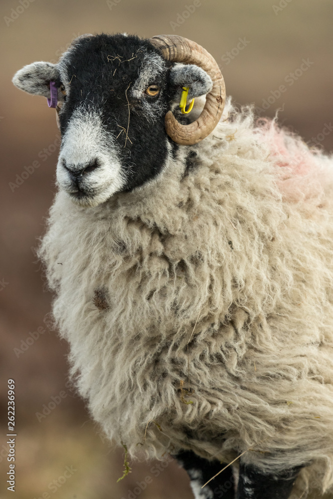 Obraz premium Portrait of a Swaledale ewe in Winter. Facing to the left. Blurred background. Vertical.