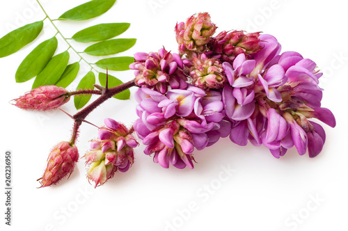 Blossoming acacia branch. Pink flowers on a white background.