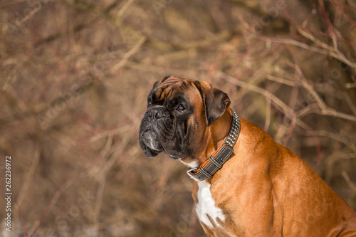 Dog breed boxer in the winter forest © Мария Старосельцева
