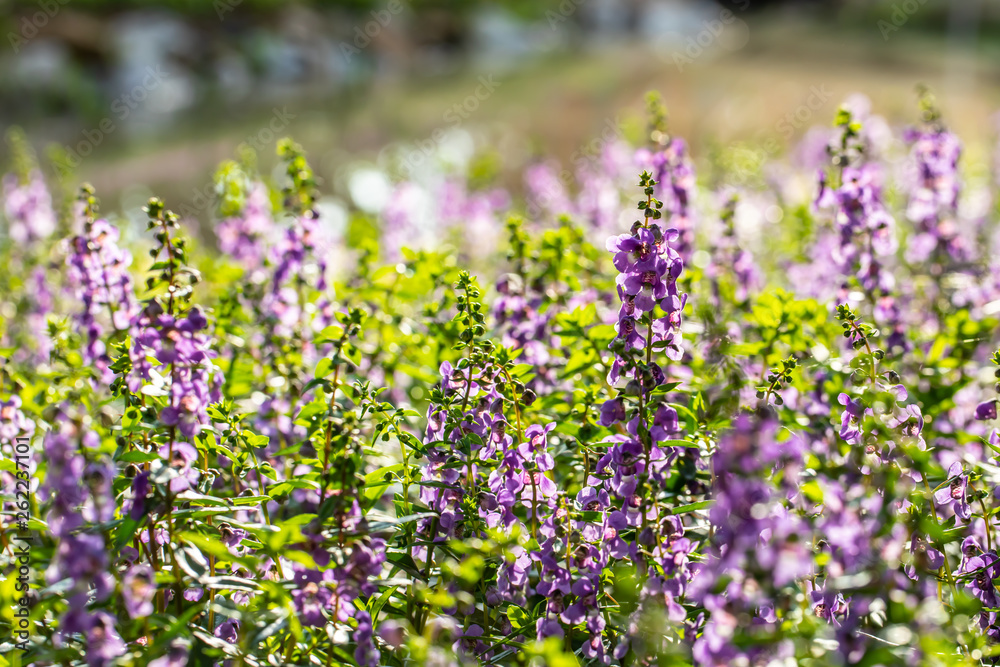 Fototapeta premium Purple flower