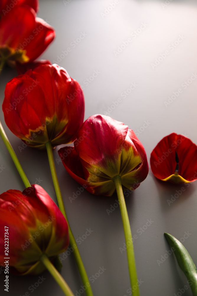 Fototapeta premium Tulips on table