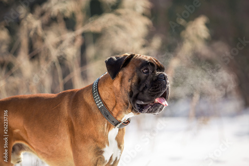 Dog breed boxer in the winter forest © Мария Старосельцева