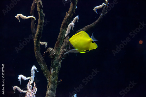 Yellow longnose butterflyfish and seahorse swim in dark sea photo