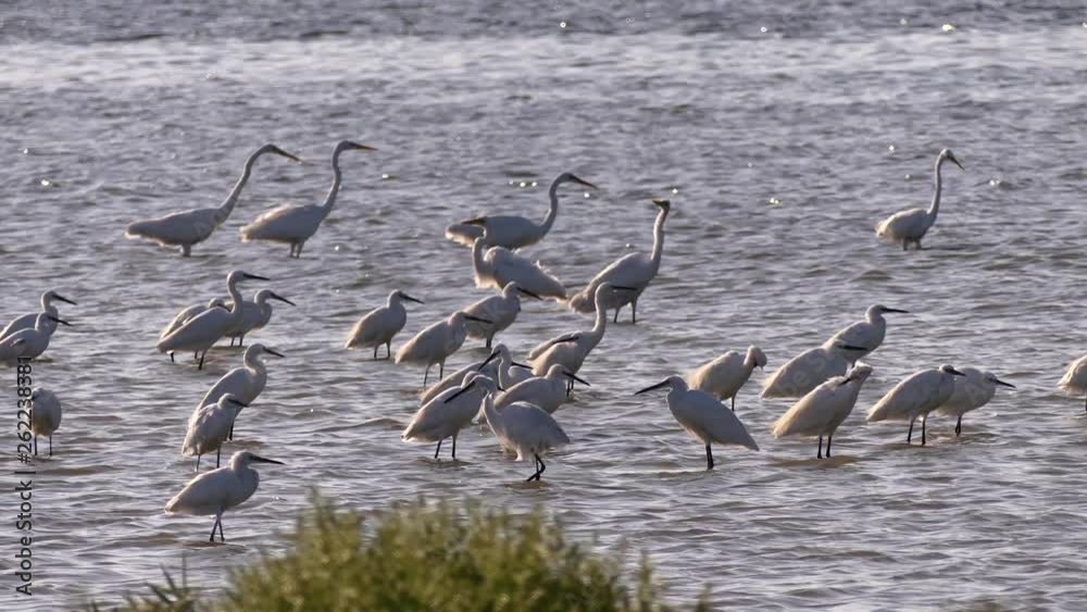 Great white and small white herons catch fish in the estuary. Tuzlovsky estuaries Odessa region Ukraine Great white and small white herons catch fish in the estuary. Tuzlovsky estuaries Odessa region Ukraine