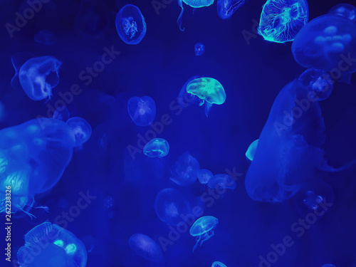 Full Frame Background of Group of Jellyfish in Sea Water with Blue Lighting © AkeDynamic