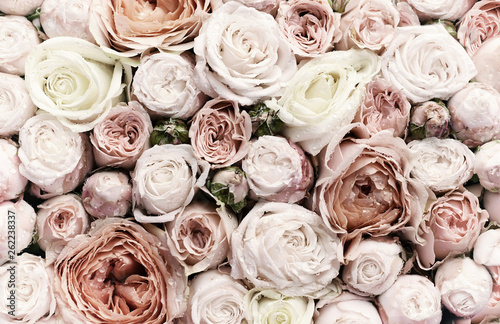Fototapeta Naklejka Na Ścianę i Meble -  Many delicate rosebuds  are a top view. Vintage style.