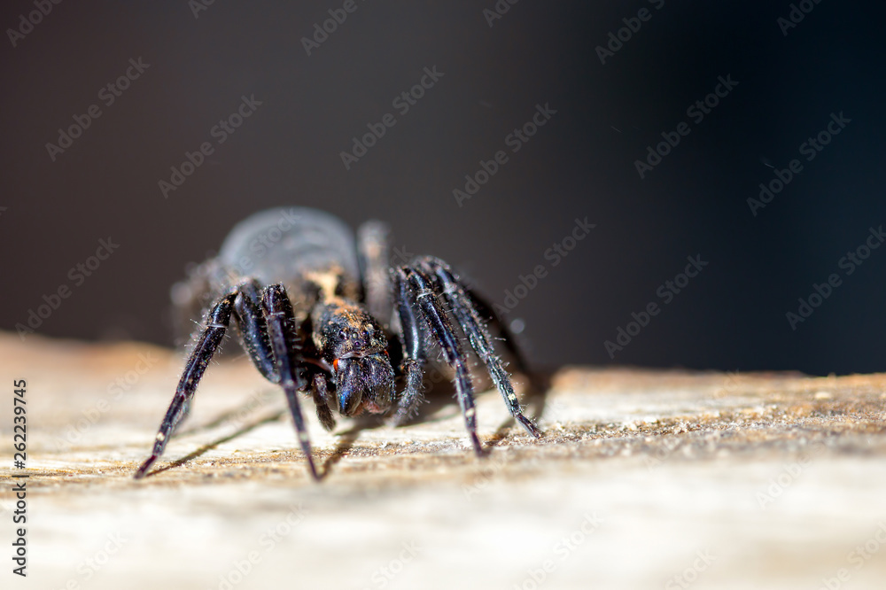 Macro photography of a big black wolf spider walking on a wood plank. Captured in a carpenter workshop in the Andean mountains of central Colombia. Macro photography of a big black wolf spider walking on a wood plank. Captured in a carpenter workshop in the Andean mountains of central Colombia.
