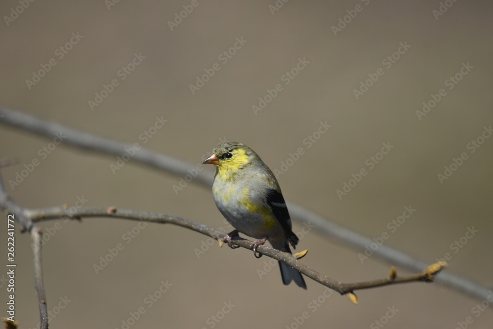 Fototapeta premium Perched Bird 