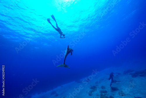 小笠原の海でドルフィンスイム　イルカと泳ぐ © shota