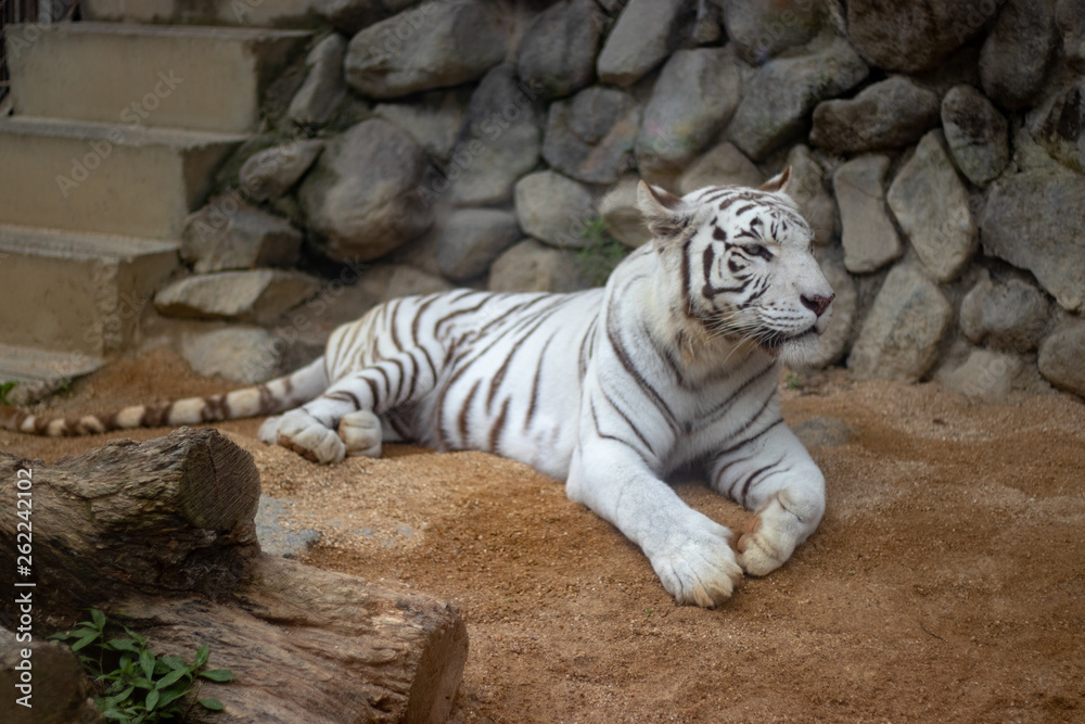 ホワイトタイガー