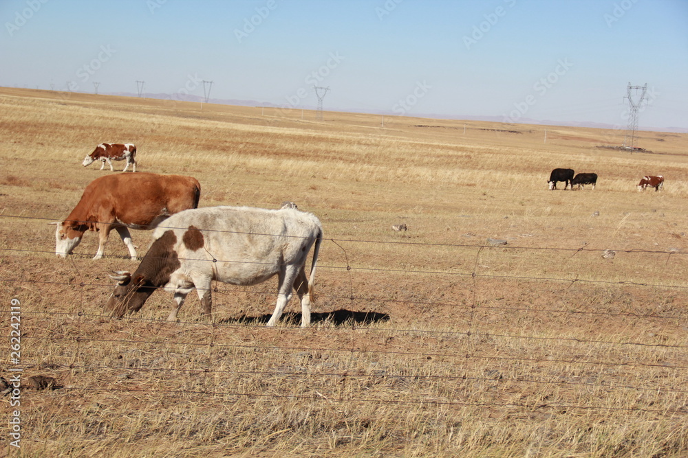 Obraz premium herd of cows grazing in field