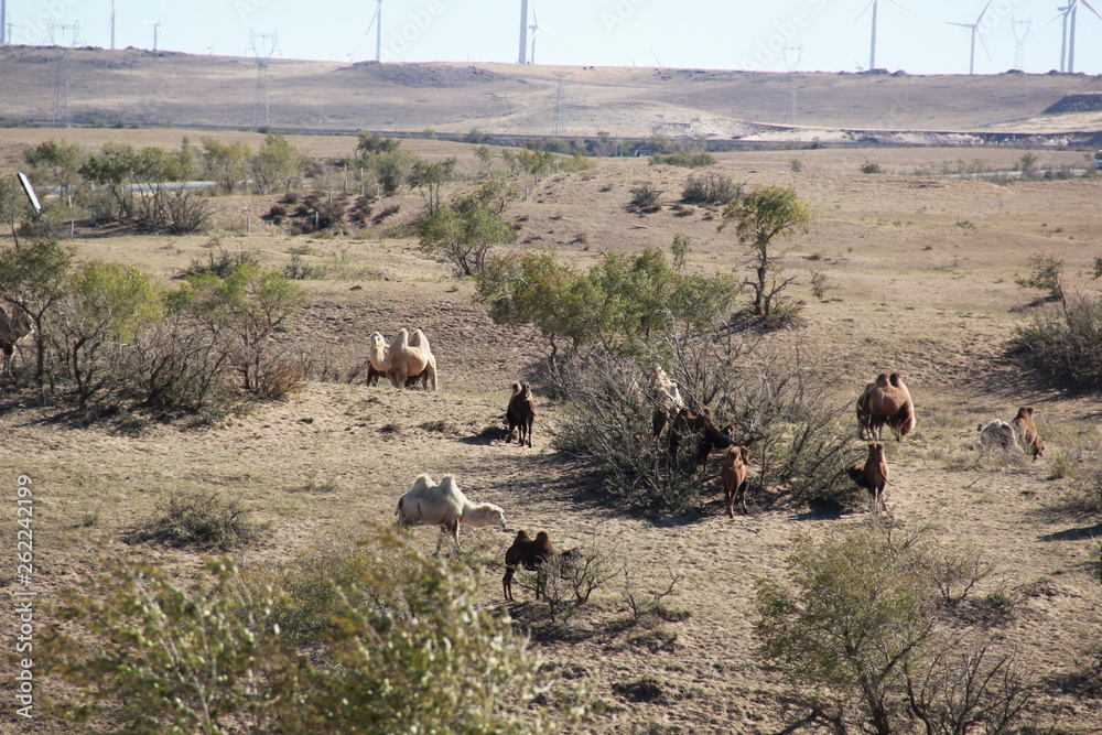 Fototapeta premium Camel group on the prairie