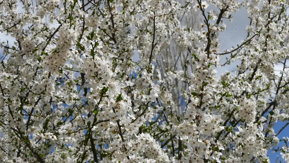 blooming fruit trees in spring, flowering trees in spring close up, blooming fruit trees in spring, flowering trees in spring close up,