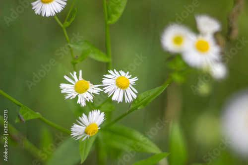Fototapeta Naklejka Na Ścianę i Meble -  Chamomile flowers close up. Spring, summer flowers. Herb. A blurred background