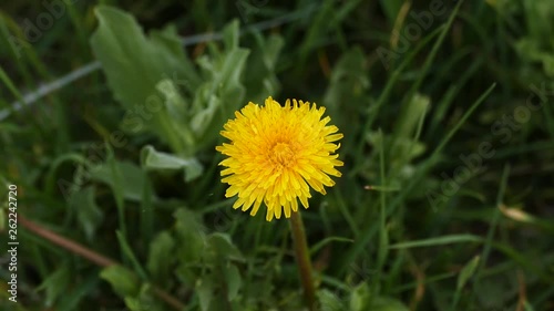 new blooming dandelion flower in spring, yellow dandelion flower,
