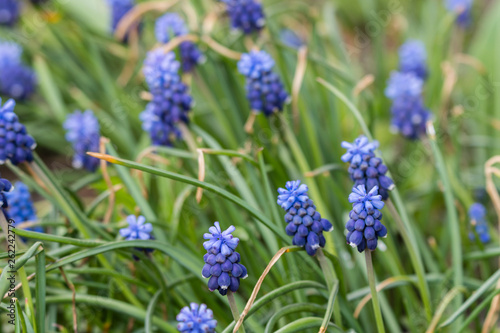 Muscari - blue flower of grape type.