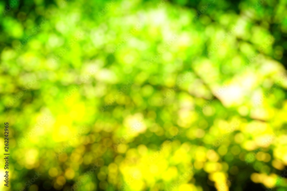 Obraz premium Abstract Natural Green Bokeh Background.
