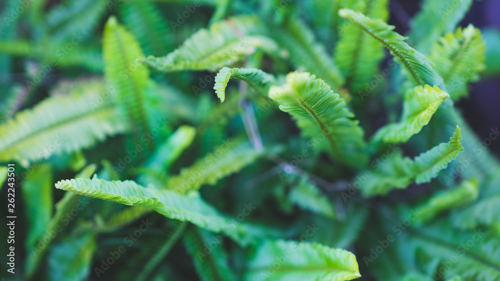 fern_003 fern_003