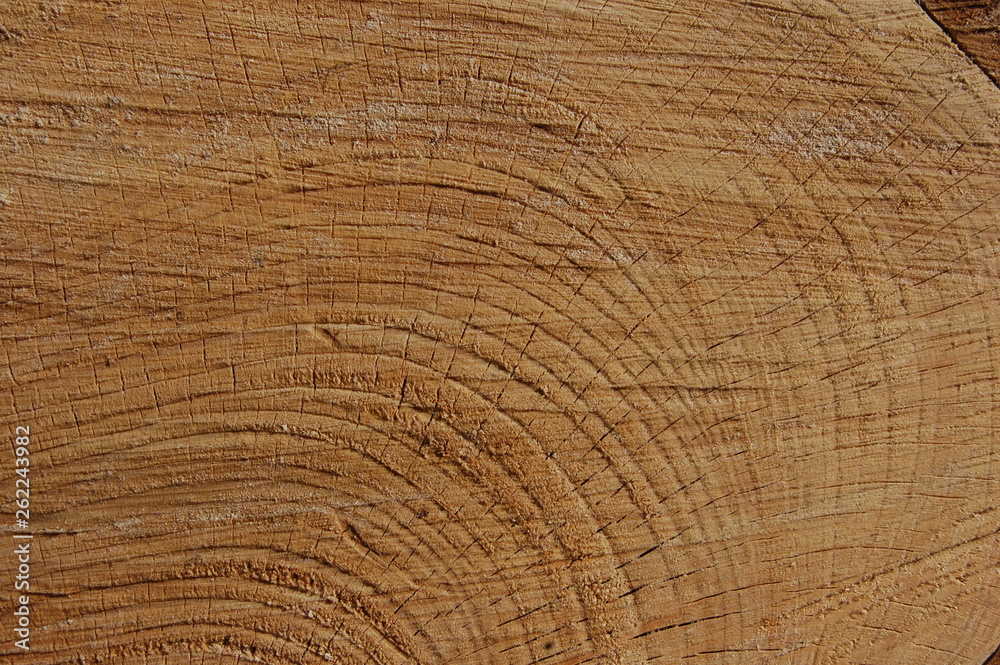 Fototapeta premium background cut a large tree trunk pale brown color