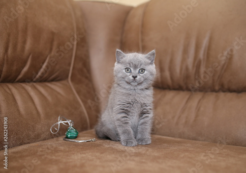 Wallpaper Mural Little purebred kitten sitting on the couch. Torontodigital.ca