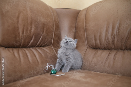 Little purebred kitten sitting on the couch.