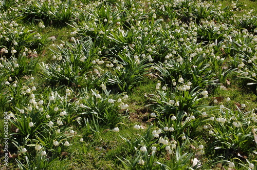 Leucojum white flowers Amaryllis family in spring in the park