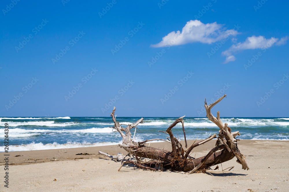 青い海と流木 Stock 写真 Adobe Stock 青い海と流木 Stock 写真 Adobe Stock