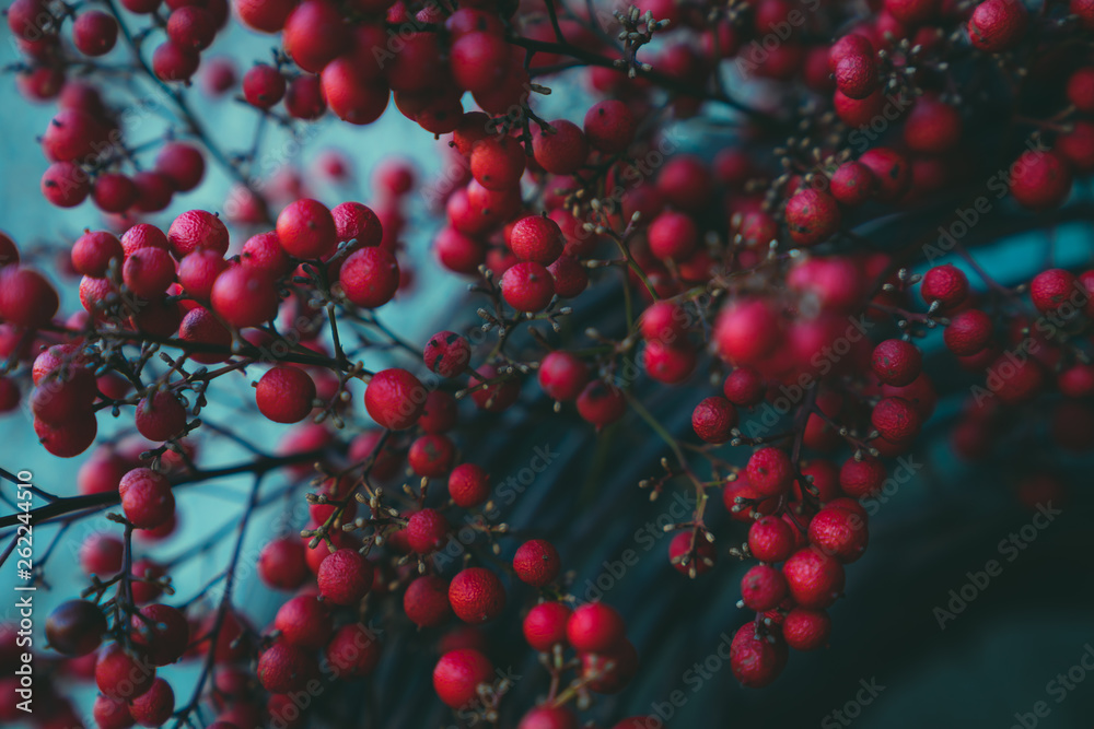 Nandina_002