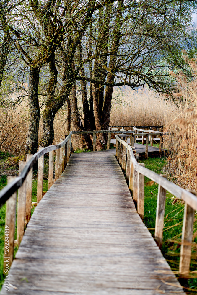 Obraz premium beatiful nature reserve with a wooden path