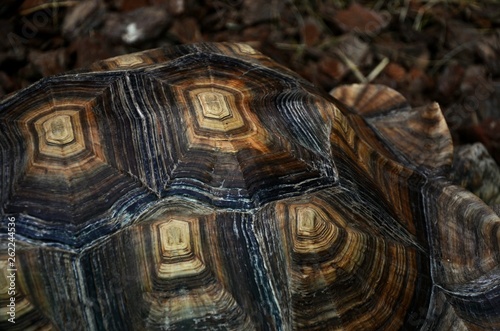 Turtle texture