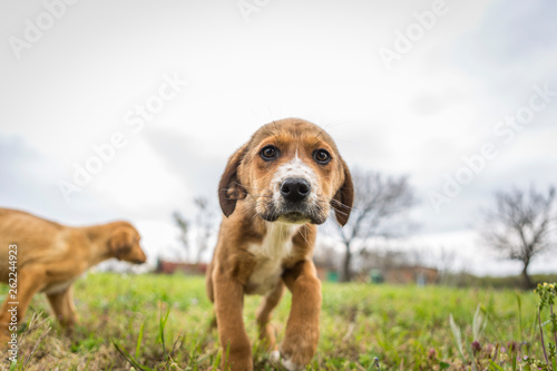 little sweet puppies play on green grass. dogs play, lie, stand and jump on the grass of the yard.
