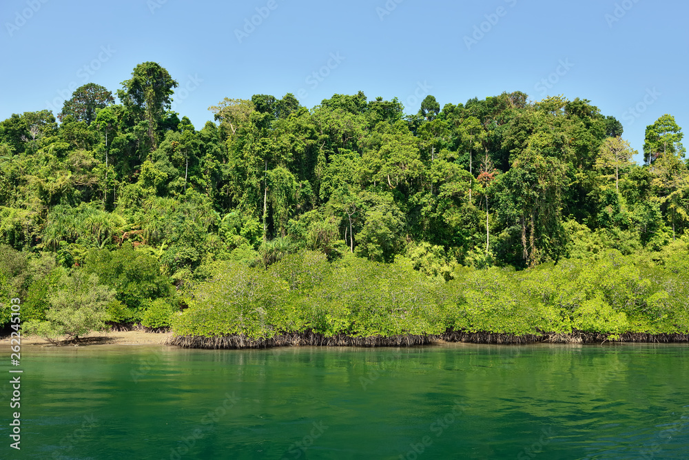 Mangrove forest on the Long Island, Andaman and Nicobar Islands, India Mangrove forest on the Long Island, Andaman and Nicobar Islands, India
