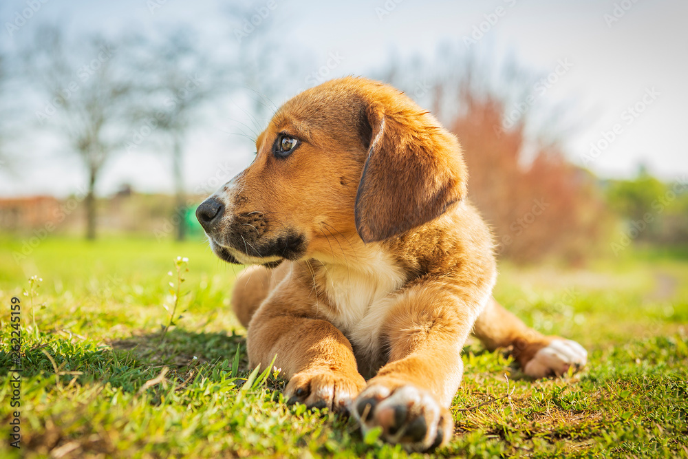 little sweet puppies play on green grass. dogs play, lie, stand and jump on the grass of the yard. little sweet puppies play on green grass. dogs play, lie, stand and jump on the grass of the yard.